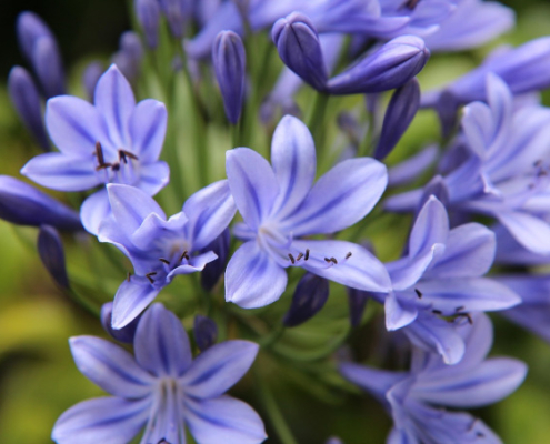 Fleur d'Agapanthe