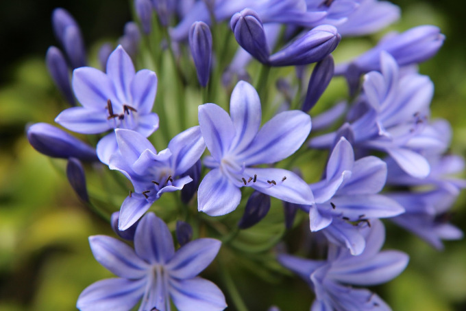 Fleur d'Agapanthe