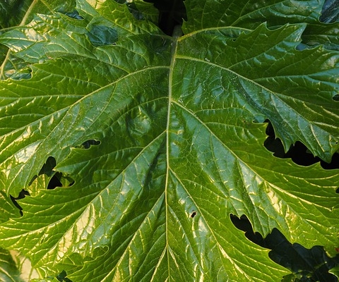 feuille d'acanthe