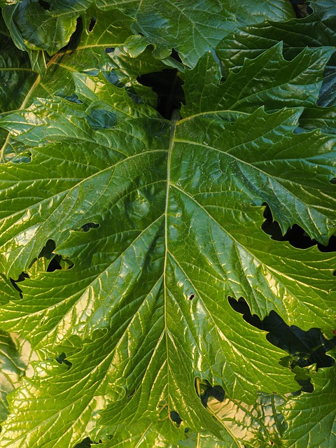 feuille d'acanthe