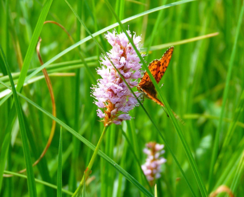 Photo de renouée bistorteavec un papillon