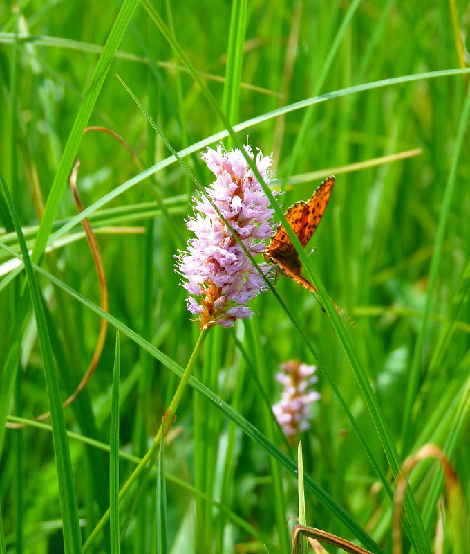 Photo de renouée bistorteavec un papillon