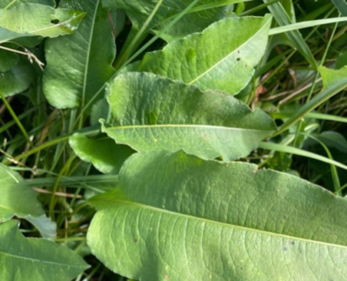 Photographie de rumex