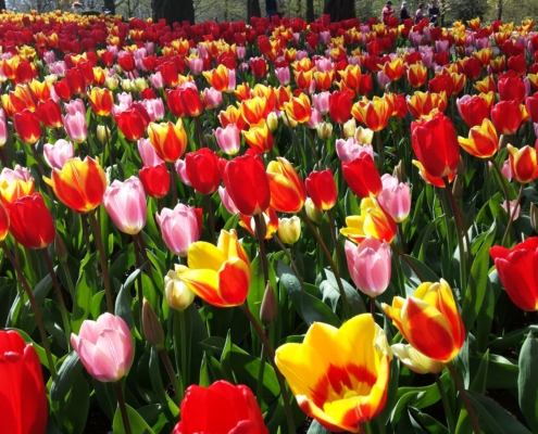 Les tulipes de Keukenhof