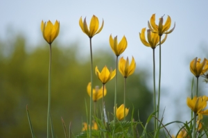 A remarquer les sépales plus étroits que les pétales.