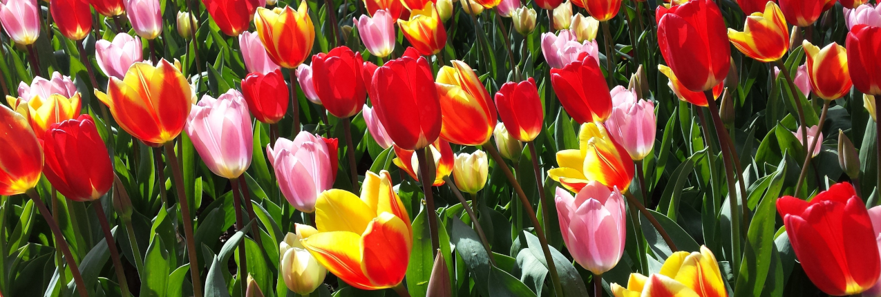 Les tulipes de Keukenhof