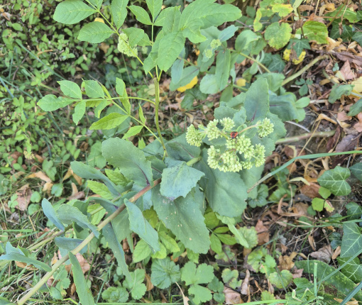 Frêne et sedum