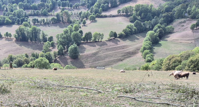 branches de frêne coupées pour le bétail